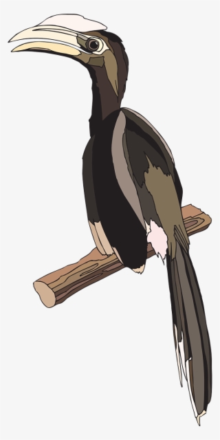 Ivory-billed Woodpecker #7841579