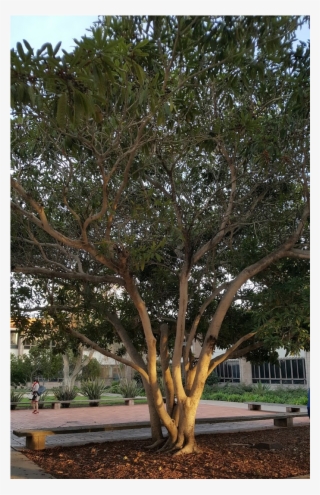 A Large, Well Established Loquat Tree - River Birch #7842657