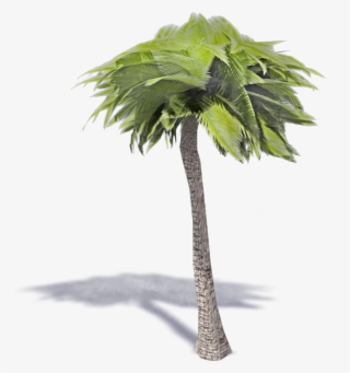 Palm Tree - Desert Palm #7845168