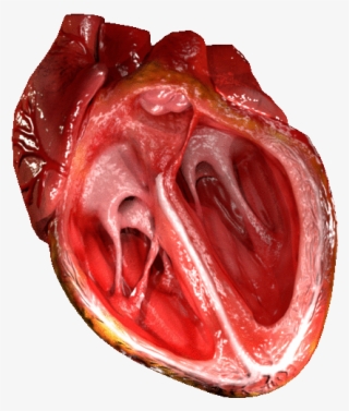 D Un Coeur Humain #7847529