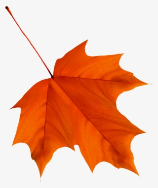 🍁aυƭυmຖ🍁 Rubrics, Autumn Leaves, Scissors, Clip Art, - Clipart Autumn Leavs #7848179