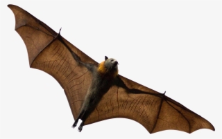 Bat - Zorro Volador Png #7849080