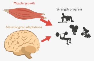 You Probably Just Started This Exercise, As You're - Miniature Poodle #7851752