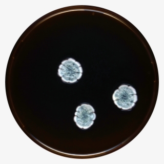 Aspergillus Subversicolor Meaox - Circle #7852013