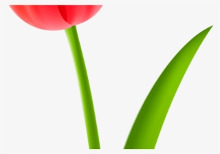 Tulip Cut Flowers Drawing Plant Stem Free Commercial - Sprenger's Tulip #7852448