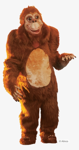 Orangutan Png #7853463