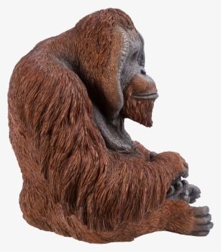 Orangutan #7853613