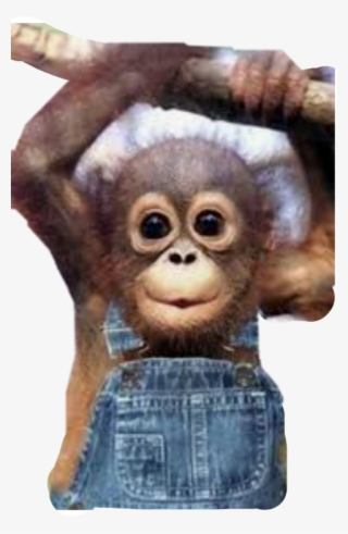 Much Do Monkeys Cost #7853999