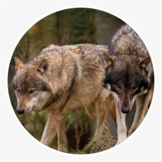 Mountain Wolves - Wolfdog #7854094