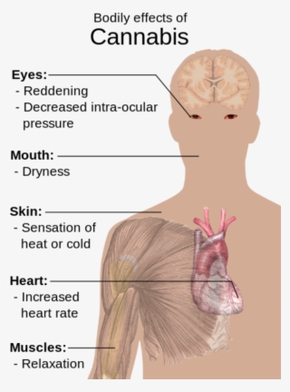 Marijuana / Stoner - Bodily Effects Of Cannabis #7854176