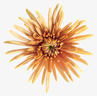 Bronze Fuji Mingus Bronze Fuji Mingus - Marine Invertebrates #7854285