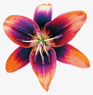 Transparent-galaxy Transparent - Lily #7857848