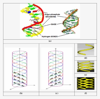 Dna Structure [8], (b) Right-handed And - Dna #7858888