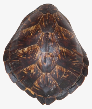 Turtle Shell Png - Painted Turtle #7861036