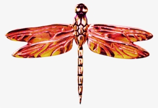 2556 X 1763 9 - Net-winged Insects #7862714