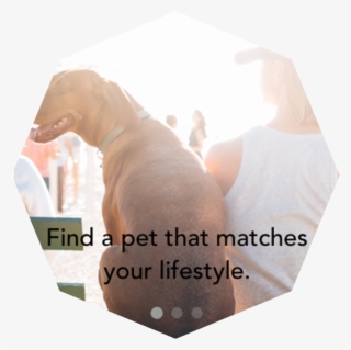Pets&pals #7865303