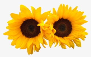 Download Now - Sunflower #7865306