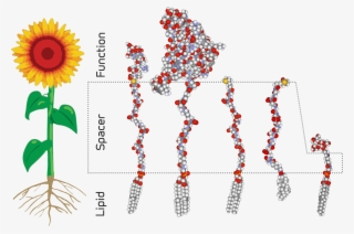 Http - //upload - Wikimedia - Analogy Of A Sunflower - Kodecyte #7865413