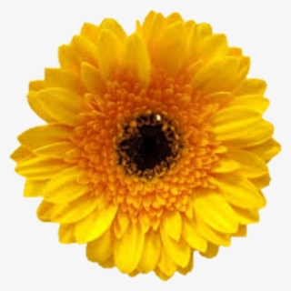 Yellow Flower Tumblr Beautyful - Clip Art #7865960