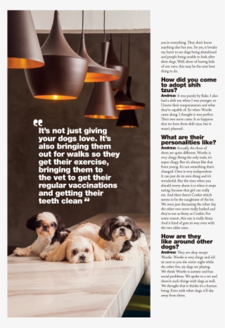 679 X 903 14 - Shih Tzu #7866672