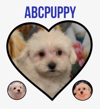 Mast Center - Maltese #7867156