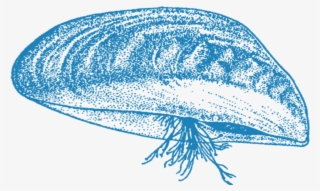 For Example, Species Like The Lionfish Have Begun To - Zebra Mussel #7868616