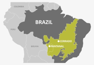 One Of The 2016 Grantees Was The Giant Armadillo Conservation - Protected Areas Of The Amazon Rainforest #7872526