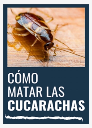 ¿como Matar Las Cucarachas - Cockroach #7873434