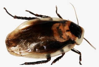 Viral Voz - Leaf Beetle #7874107