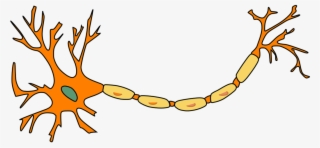 Over The Past Twenty Years Studies Have Been Conducted - Nerve Cell Transparent Background #7874342