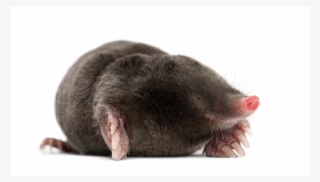 Mole Extermination For Salt Lake City Or Park City - Moles Meaning In Hindi #7876837