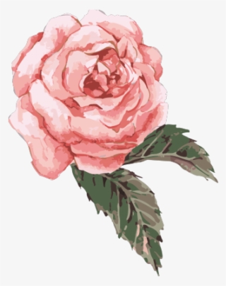 Drawn Rose Bush Watercolor - Pink Watercolor Flower Png #7880469
