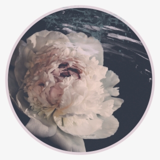 Save To Collection - Common Peony #7880785