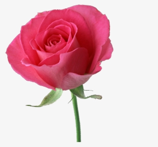 Rose - - Beautiful Pink Rose #7882587
