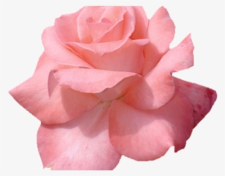 Petal Clipart Transparent Tumblr - Clip Tumblr Flowers #7882962