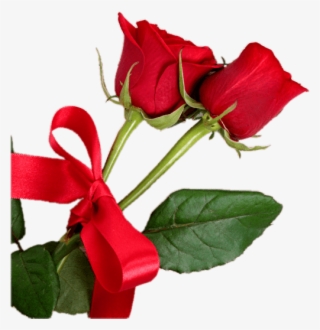 Red Rose Hd Transparent Png Images [free Download] - Fondo De Rosas Para Tarjeta #7889996