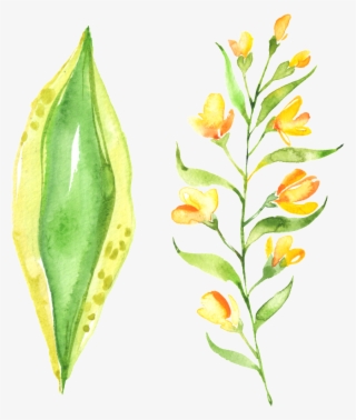 Beautiful Painted Small Flower Green Leaf Hd Png - Lily Family #7890370