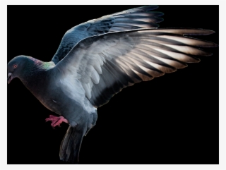 Free Pigeon Png Images - Голубь На Прозрачном Фоне #7890739 Free Pigeon Png Images - Голубь На Прозрачном Фоне #7890739
