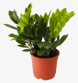 Zamioculcas Zamiifolia, Zz Plant - Arborele De Jad #7891698 Zamioculcas Zamiifolia, Zz Plant - Arborele De Jad #7891698