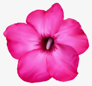 Free Png Download Flower Pink Png Images Background - Flor Del Desierto Dibujo #7891797