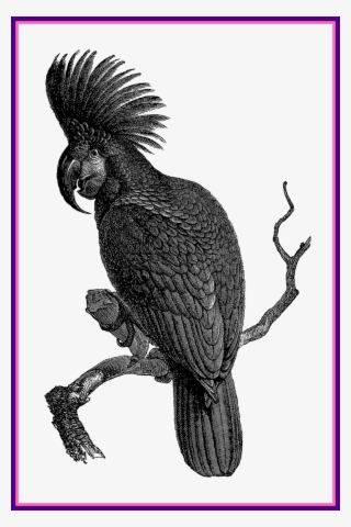 Nest Clipart Pigeon Nest - Cockatoo #7891911 Nest Clipart Pigeon Nest - Cockatoo #7891911