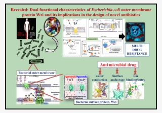 Coli Outer Membrane Protein Wzi That Acts As An Anchor - Diagram #7891925