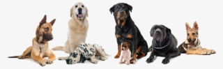 Dogs - Group Of Dogs Transparent Background #7892157