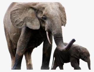 Elephant Png Transparent Images - Elephant #7892201