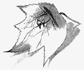 Digital Bird Clip Art Downloads - Sketch #7892249