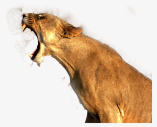 Lion Png Image - Good Quality Pictures Of Animals #7893208