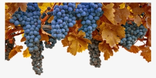 Image - Grape #7894308