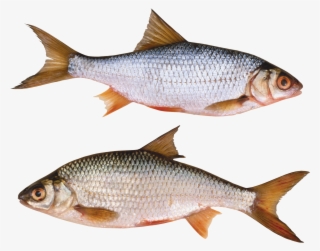 Fish Png - Imagen De Pez Real #7894955