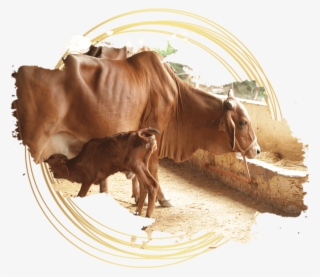 Welcome To The Indian Desi Cows - Bull #7896175