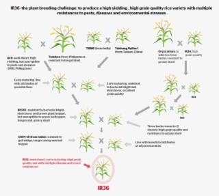 How Do You Develop A New Crop Variety By Conventional - Cross Breeding Of Rice #7896210
